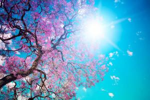 Baum mit rosa Blüten
